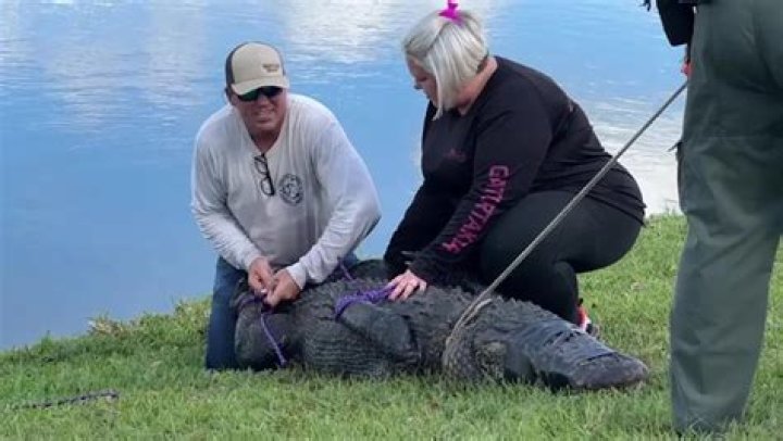 Gator captured after killing elderly woman in St. Lucie County WSVN