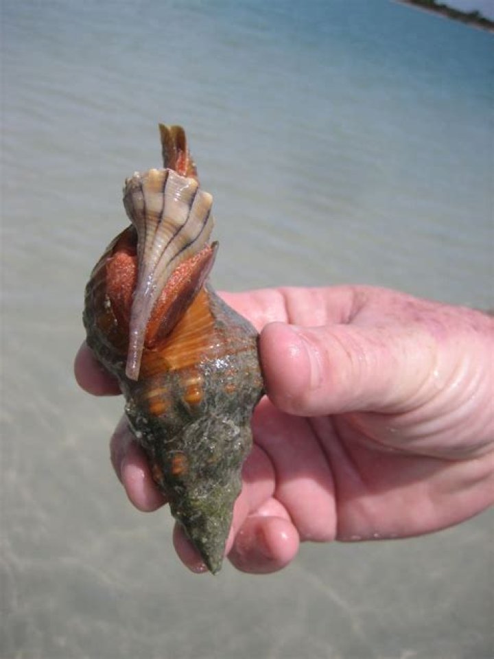 Mighty, the Horse Conch